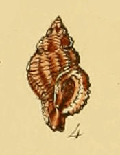 Murex corallinus (Sowerby).jpg