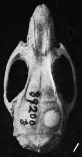 Oryzomys nelsoni dorsal.png