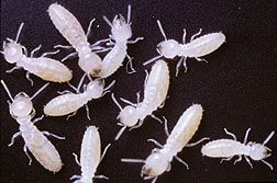 File:Termites marked with traceable protiens.jpg