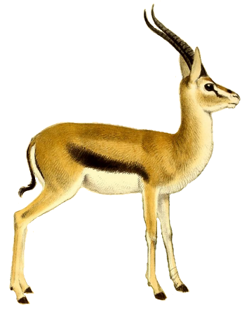 File:The book of antelopes (1894) Gazella thomsoni white background.png