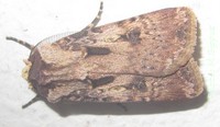 Agrostis longidentifera (Hampson, 1903)-male.jpg