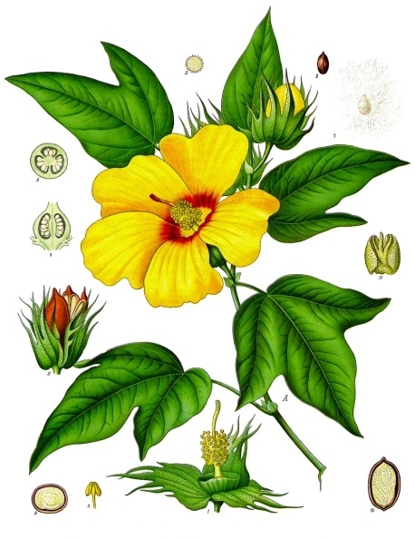 File:Gossypium barbadense - Köhler–s Medizinal-Pflanzen-068.jpg