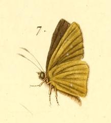 Hesperia poutieri - Boisduval1833FaunEntMadagascarLepidPlate9 (cropped).jpg