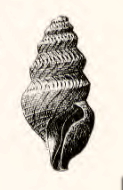 Pleurotomella enora 001.jpg