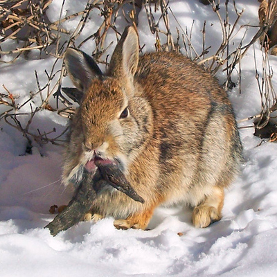 File:Rabbit shopes papilloma virus 3.jpg