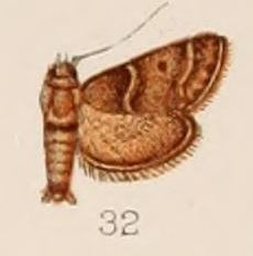32-Triphassa macrarthralis Hampson, 1908.JPG