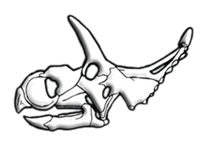 File:Albertaceratops skull diagram.png
