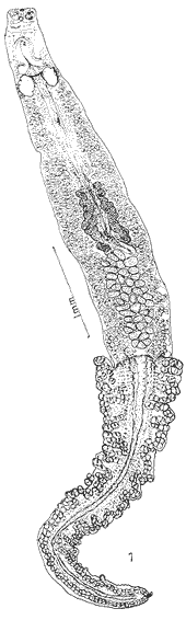Anchoromicrocotyle guaymensis (Microcotylidae).gif