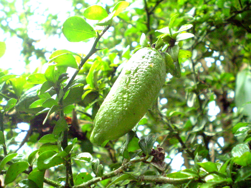 File:Citrus australasica green fruit1.JPG