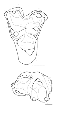 File:Didelphodon molars.png
