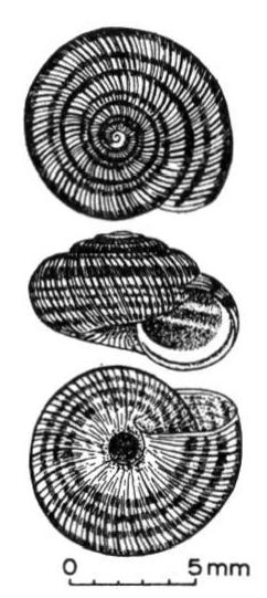 Helicopsis striata shell.png
