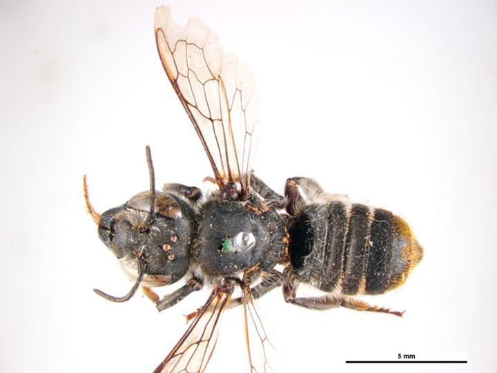 File:Megachile heliophila f.jpg