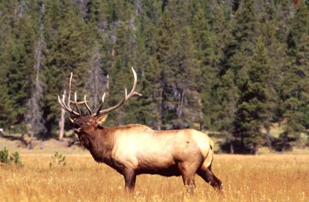 File:Bull elk bugling during the fall mating season.jpg