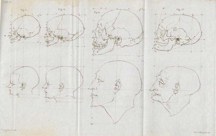 File:Petrus Camper facial angles by son Adriaan Gilles - baby to old man.jpg