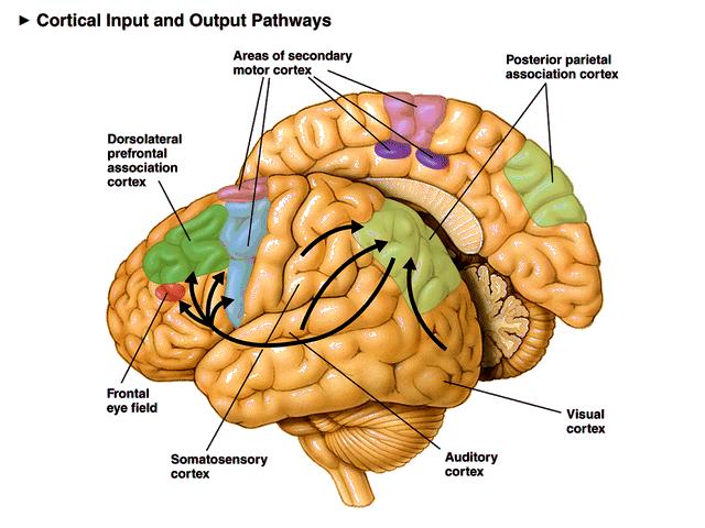Posterior parietal cortex (light green) is shown at the posterior area of the parietal lobe