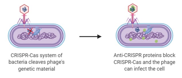 File:Anti-Crispr Phage Therapy.jpg