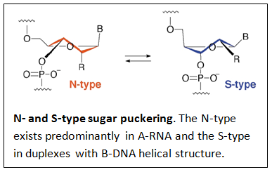 thumb The presence of 2'-hydroxyls in the RNA backbone favors a structure that resembles the A-form structure of DNA. The flexible five-membered furanose ring in nucleotides exists in equilibrium of two preferred conformations of the N- (C3'-endo, A-form) and the S-type (C2'-endo, B-form) as illustrated in the next figure.