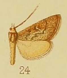 Pl.41-fig.24-Criophthona sabulosalis Hampson, 1910.JPG
