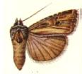 Porosagrotis pluralis.JPG