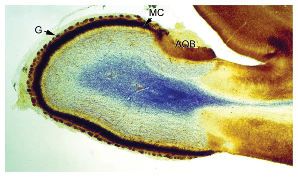 File:Section through olfactory bulb 16 days old rat brain.jpg