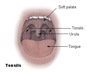 File:Tonsils diagram.jpg