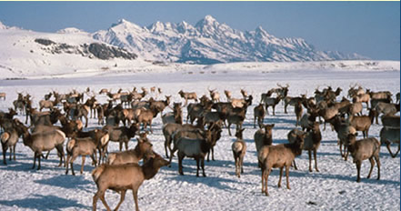 File:Wapiti on the National Elk Refuge.jpg