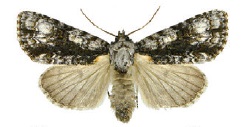 Acronicta superansZK.jpg