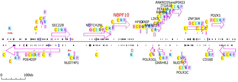 NBPF10's chromosomal location