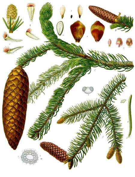 File:Picea abies - Köhler–s Medizinal-Pflanzen-105.jpg