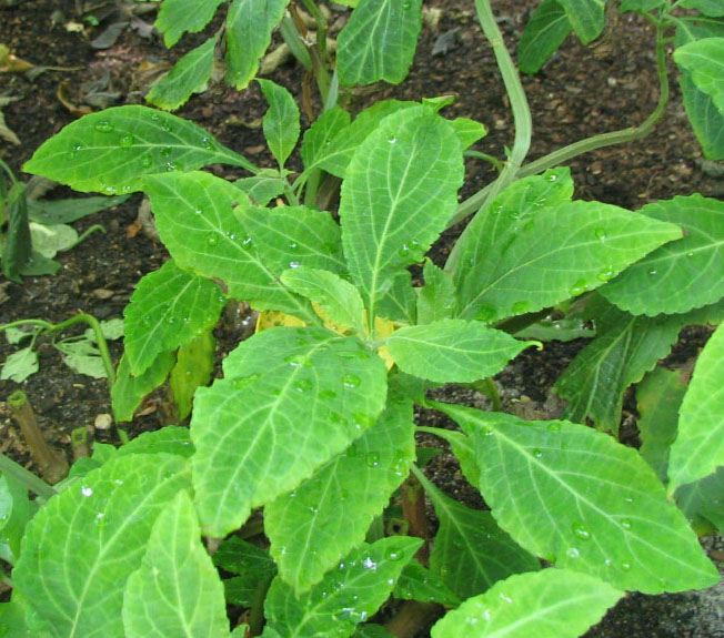 File:Salvia divinorum - Herba de Maria.jpg