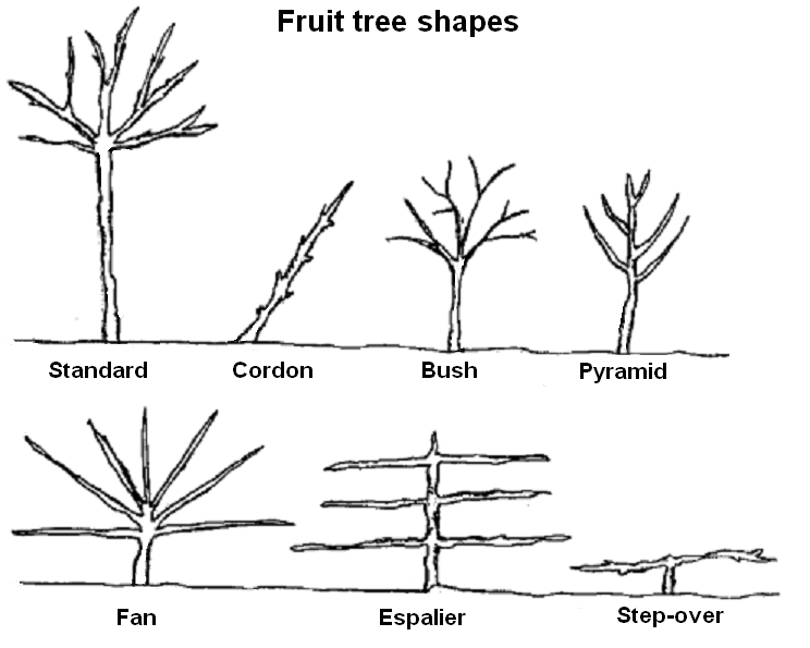 File:Fruittreeforms.png