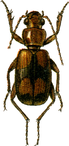 Glycia cingulata Jacobson.png