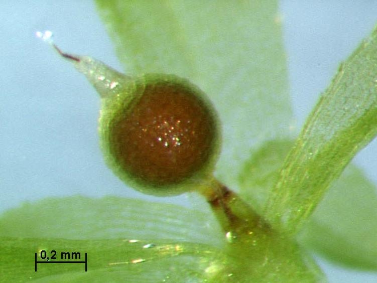 File:Physcomitrella Sporophyt.JPG