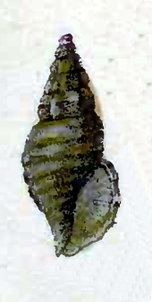 Eucyclotoma trivaricosa 001.jpg