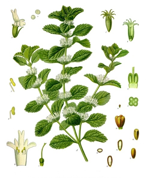 File:Marrubium vulgare - Köhler–s Medizinal-Pflanzen-224.jpg