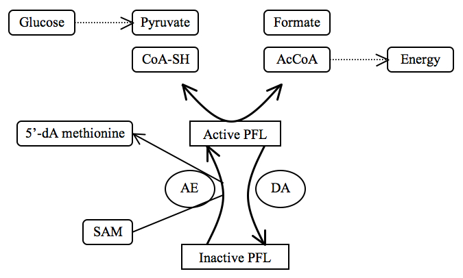 PFL as regulator of anaerobic glucose metabolism