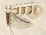 Phyllonorycter tiliacella.JPG