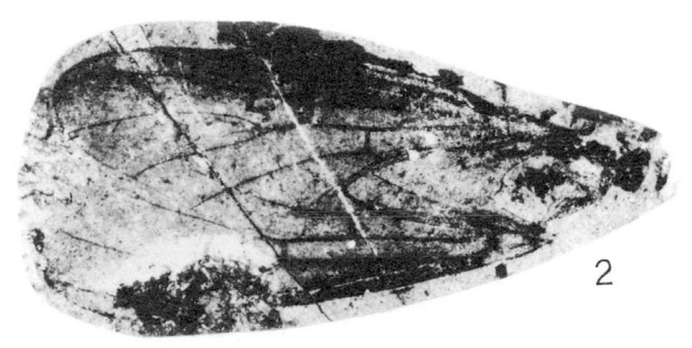 File:Plecia pulchra holotype Rice 1959 pl4 fig2.png