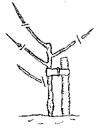 File:Pruningyear2.png