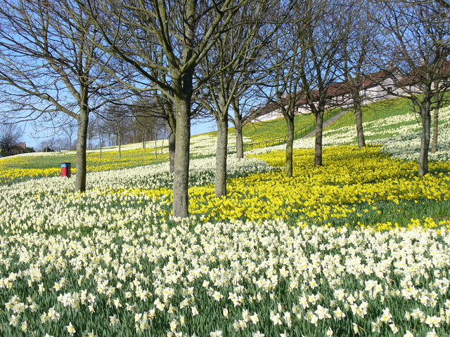 File:Sea of Daffodils at Kaimhill - geograph.org.uk - 400812.jpg