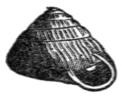 Strobilops labyrinthicus shell.jpg