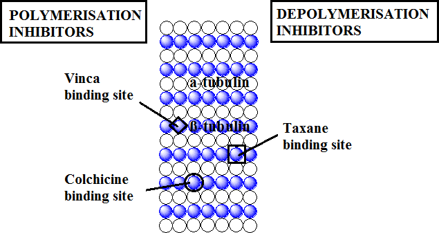 File:Tubulin inhibitors binding site.png