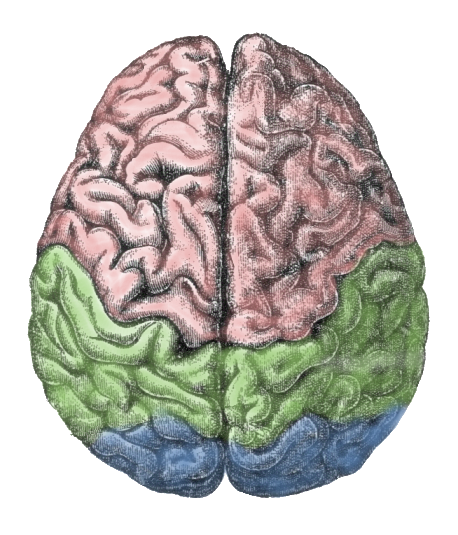 File:Cerebral lobes.png