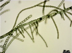 Fischerella thermalis.png