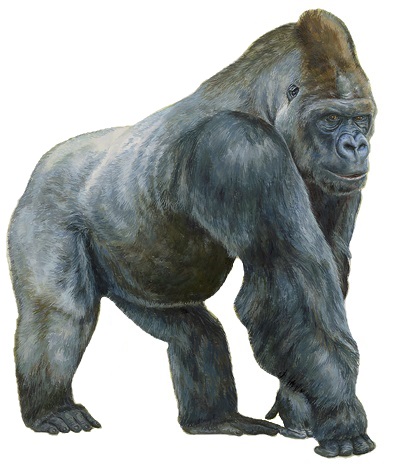 File:Gorila de llanura occidental. Gorilla gorilla - Blanca Martí de Ahumada (white background).jpg