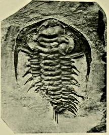 Holmia kjerulfi trilobite fossil
