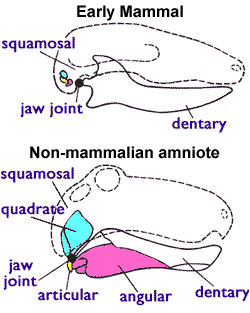 File:Jaw joint - mammal n non-mammal.png