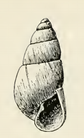 Odostomia gouldii 001.png