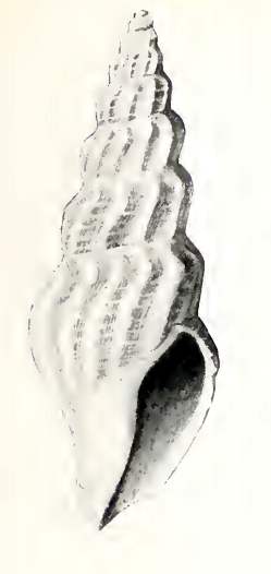 Oenopota eriopis 001.jpg