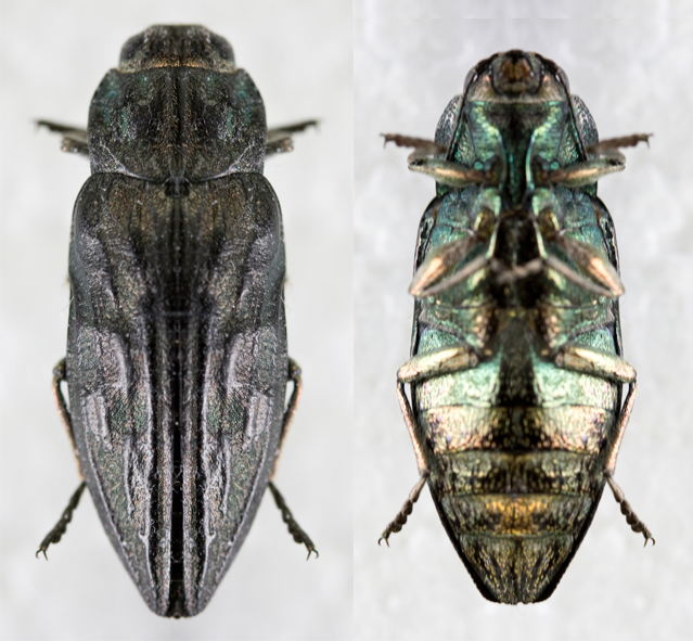 File:Wood-boring beetle (Buprestidae sp.), Hogsback Mountain, Marquette, Michigan.jpg